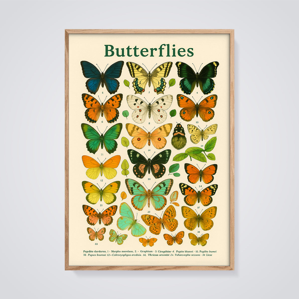 Butterflies Scientific Print framed in oak on a grey background
