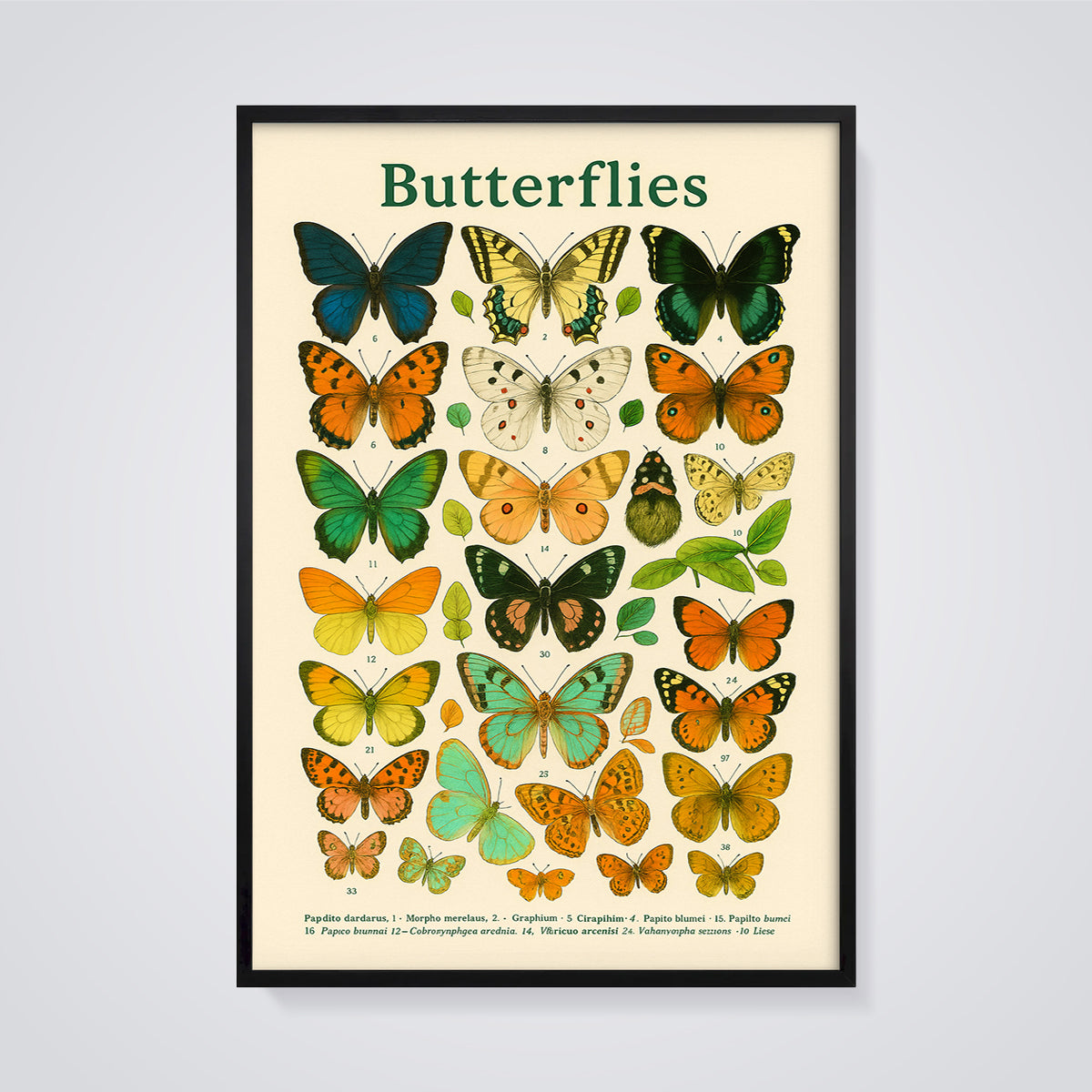 Butterflies Scientific Print framed in black on a grey background